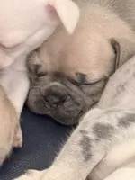 Truffle - Female French Bulldog- Blue Fawn, a female French Bulldog for sale in Benton, AR – 2 of 8