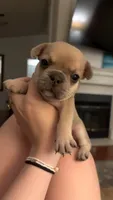 Biscuit - Male French Bulldog - Fawn, a male French Bulldog for sale in Benton, AR – 1 of 8