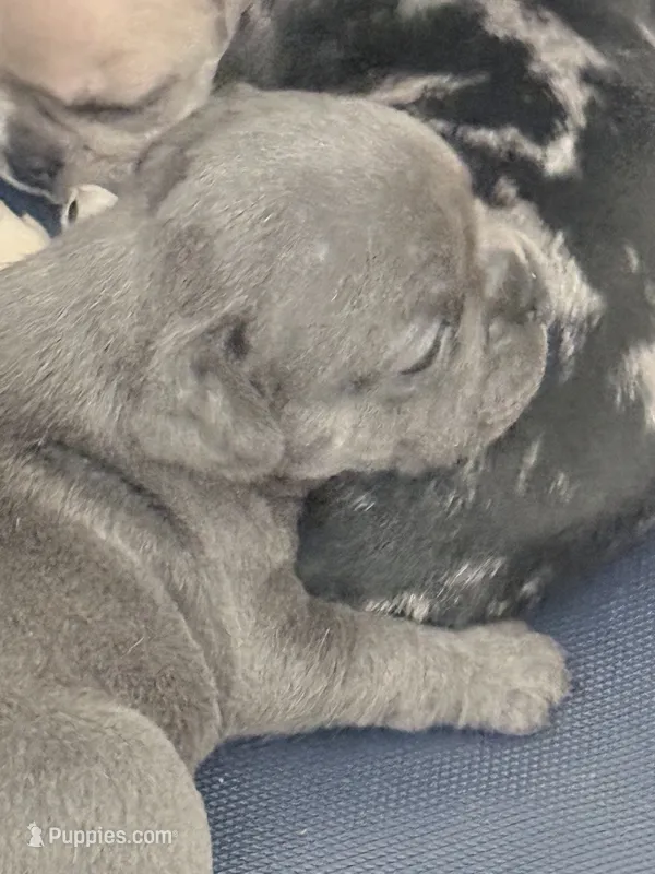 Fig - Blue Female French Bulldog – French Bulldog puppy for sale in Benton, AR