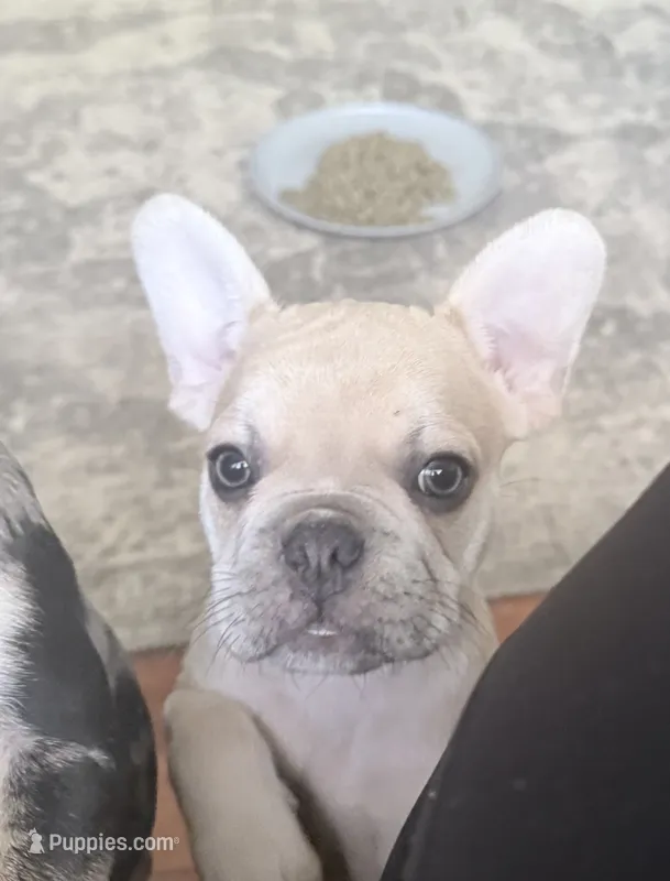 Biscuit  – French Bulldog puppy for sale in Benton, AR