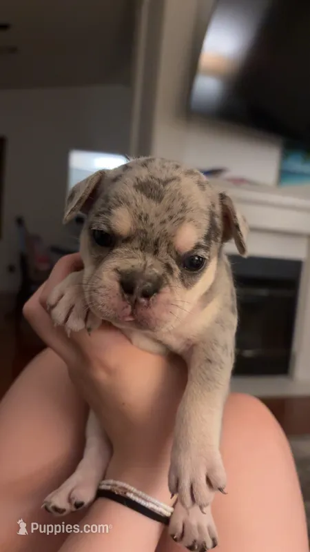 Pepper - Female French Bulldog - Merle (light blue/dark markings) – French Bulldog puppy for sale in Benton, AR