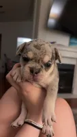 Pepper -AKC- Merle -Blue eyes, a female French Bulldog for sale in Benton, AR – 2 of 8