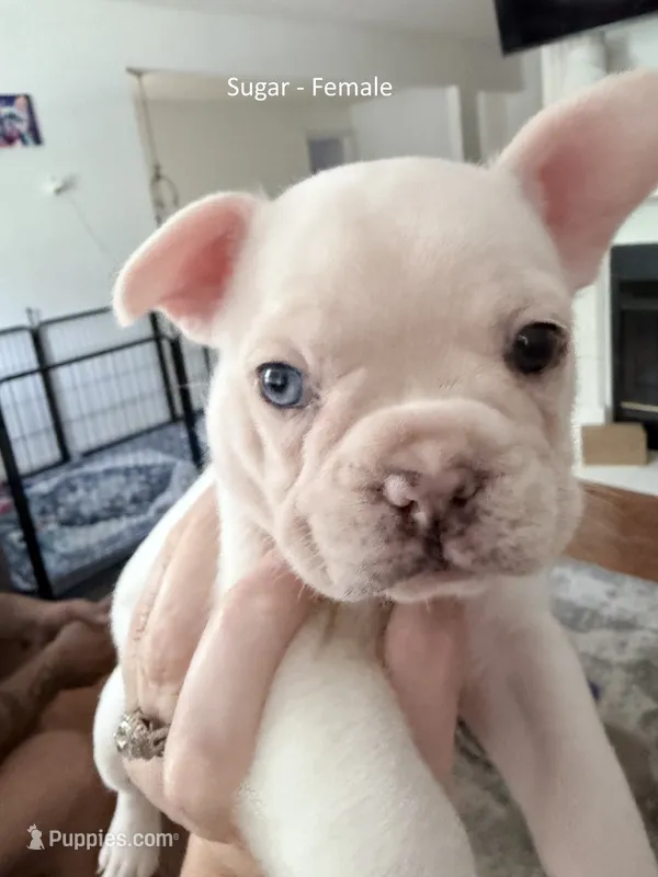 Sugar - White Female French Bulldog – French Bulldog puppy for sale in Benton, AR