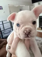 Sugar - White- Blue Eye - AKC, a female French Bulldog for sale in Benton, AR – 1 of 7
