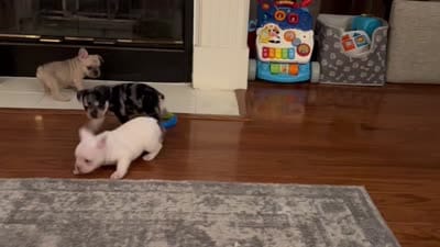 Sugar - White- Blue Eye - AKC, a female French Bulldog for sale in Benton, AR – 6 of 7