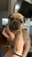Truffle - Female French Bulldog- Blue Fawn, a female French Bulldog for sale in Benton, AR – 1 of 8