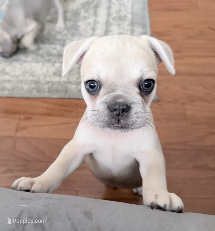 Gravy - Fawn - AKC – French Bulldog puppy for sale in Benton, AR