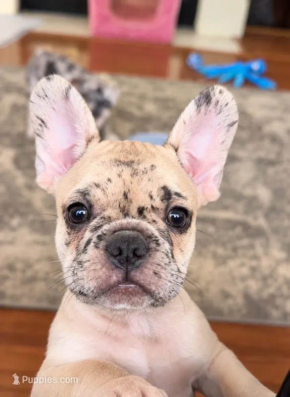 Rolo  – French Bulldog puppy for sale in Benton, AR