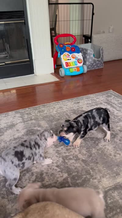 Java - Merle - AKC, a female French Bulldog for sale in Benton, AR – 2 of 7
