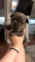 Fig - Blue- AKC, a female French Bulldog for sale in Benton, AR – 4 of 7