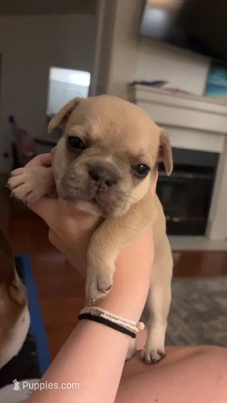 Gravy - Male French Bulldog - Blue Fawn/Sable – French Bulldog puppy for sale in Benton, AR