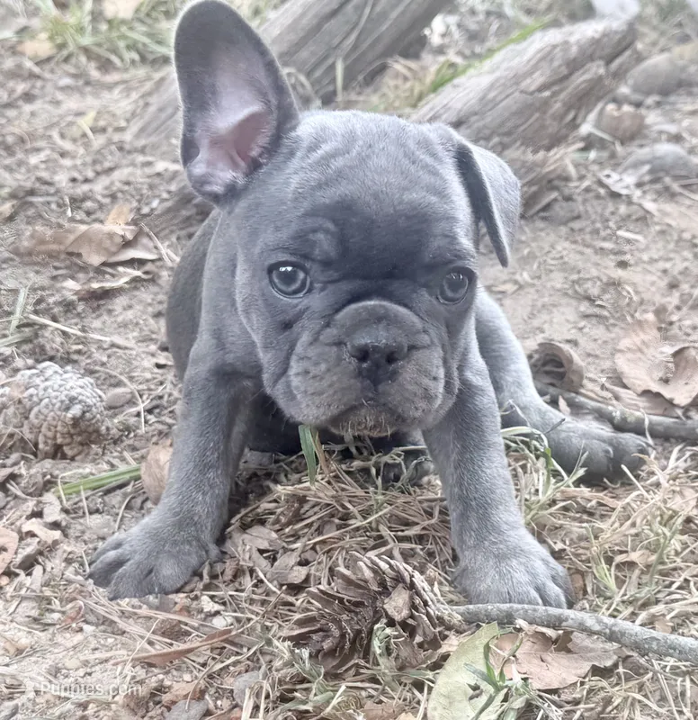 Fig - Blue Brindle- AKC – French Bulldog puppy for sale in Benton, AR