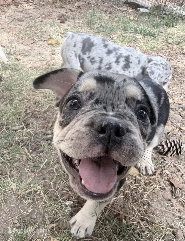Java - Merle - AKC – French Bulldog puppy for sale in Benton, AR