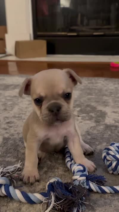 Biscuit - Fawn - AKC, a male French Bulldog for sale in Benton, AR – 4 of 8