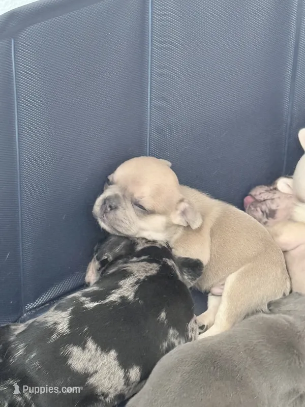 Biscuit - Male French Bulldog - Blue Fawn/Sable – French Bulldog puppy for sale in Benton, AR