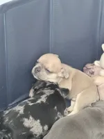 Biscuit - Male French Bulldog - Fawn, a male French Bulldog for sale in Benton, AR – 2 of 8