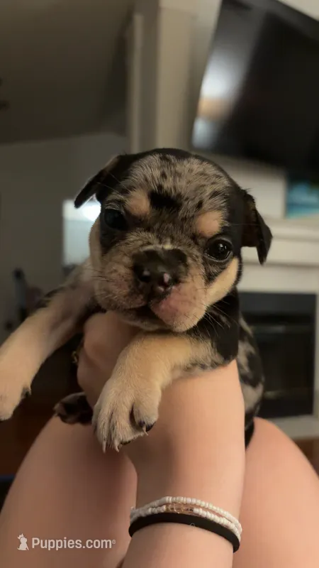 Java - Female French Bulldog Merle (blk,gry,tan&wht) – French Bulldog puppy on hold in Benton, AR
