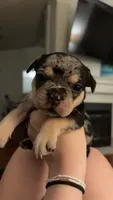 Java - Merle - AKC, a female French Bulldog for sale in Benton, AR – 4 of 7