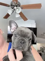 Fig - Blue Brindle- AKC, a female French Bulldog for sale in Benton, AR – 2 of 9