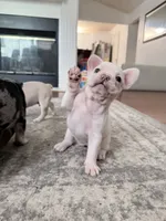 Sugar - White- Blue Eye - AKC, a female French Bulldog for sale in Benton, AR – 3 of 7
