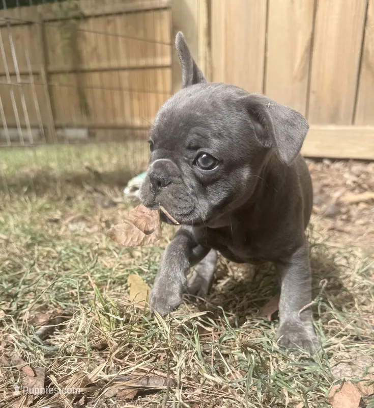 Fig - Blue Brindle- AKC – French Bulldog puppy for sale in Benton, AR