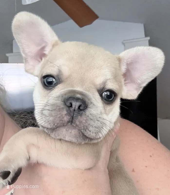 Biscuit - Fawn - AKC – French Bulldog puppy for sale in Benton, AR