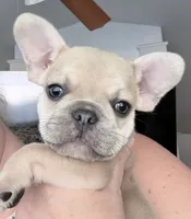 Biscuit , a male French Bulldog for sale in Benton, AR – 1 of 9