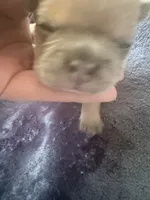 Biscuit - Male French Bulldog - Blue Fawn/Sable, a male French Bulldog for sale in Benton, AR – 5 of 6