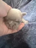 Gravy - Male French Bulldog - Blue Fawn/Sable, a male French Bulldog for sale in Benton, AR – 6 of 8