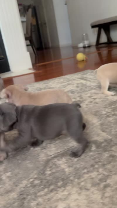 Fig - Blue- AKC, a female French Bulldog for sale in Benton, AR – 5 of 7