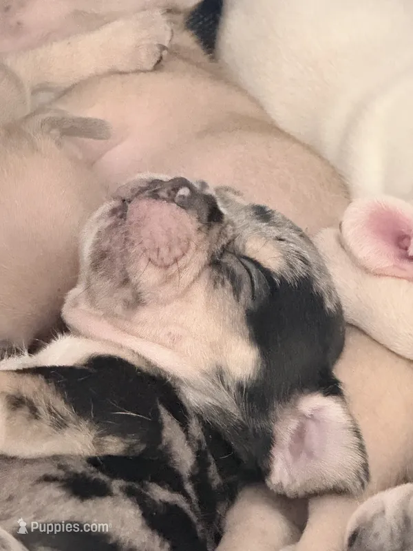 Java - Female French Bulldog Merle (blk,gry,tan&wht) – French Bulldog puppy on hold in Benton, AR
