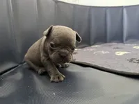 Fig - Blue- AKC, a female French Bulldog for sale in Benton, AR – 6 of 7