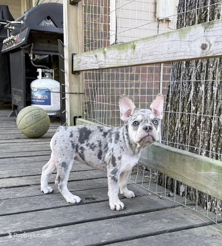 Pepper  – French Bulldog puppy for sale in Benton, AR