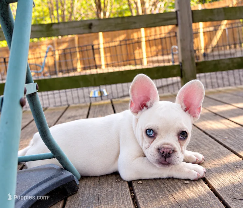 Sugar – French Bulldog puppy for sale in Benton, AR