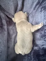 Gravy - Male French Bulldog - Blue Fawn/Sable, a male French Bulldog for sale in Benton, AR – 7 of 8