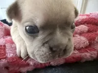 Gravy - Male French Bulldog - Blue Fawn/Sable, a male French Bulldog for sale in Benton, AR – 3 of 8