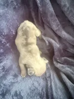 Rolo - Male French Bulldog - Fawn Merle, a male French Bulldog for sale in Benton, AR – 4 of 4