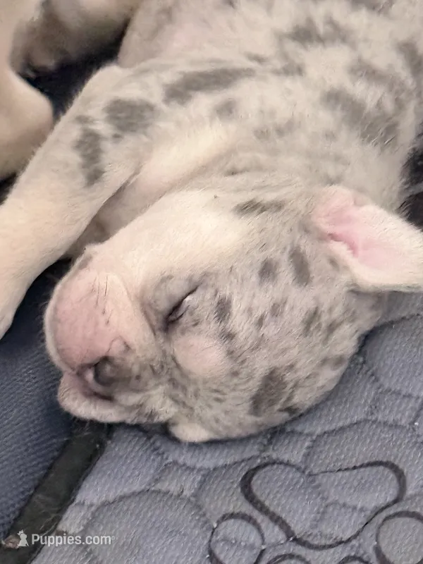 Pepper - Female French Bulldog - Merle (light blue/dark markings) – French Bulldog puppy for sale in Benton, AR