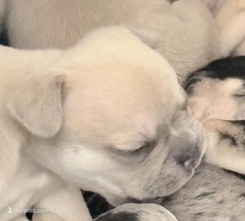 Gravy - Male French Bulldog - Blue Fawn/Sable – French Bulldog puppy for sale in Benton, AR