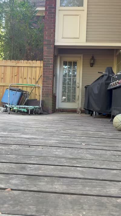 Magellan, a male French Bulldog for sale in Benton, AR – 6 of 9