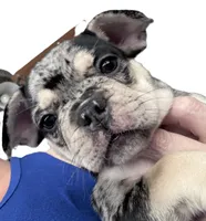 Java , a female French Bulldog for sale in Benton, AR – 5 of 10