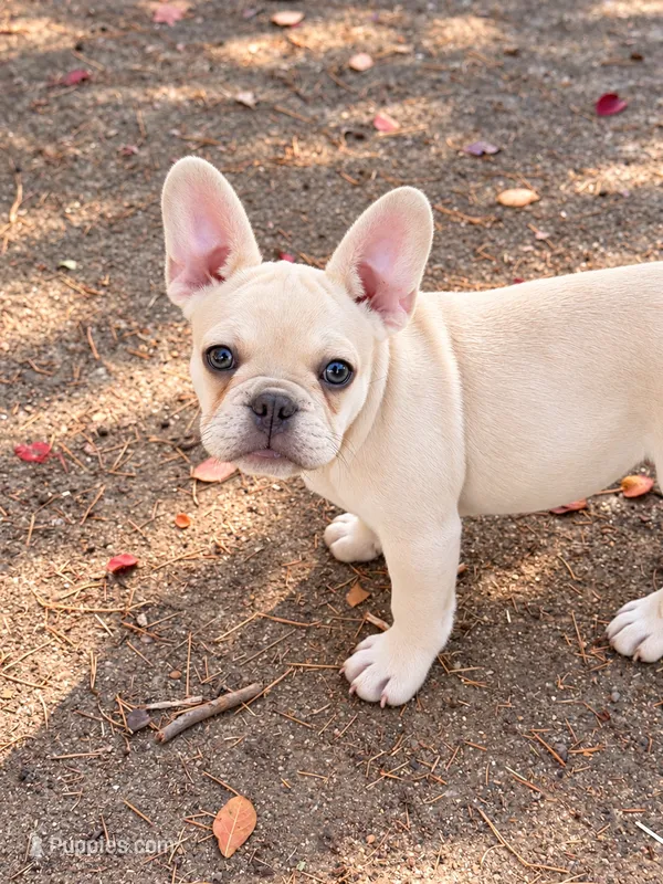 Buddy – French Bulldog puppy for sale in Benton, AR