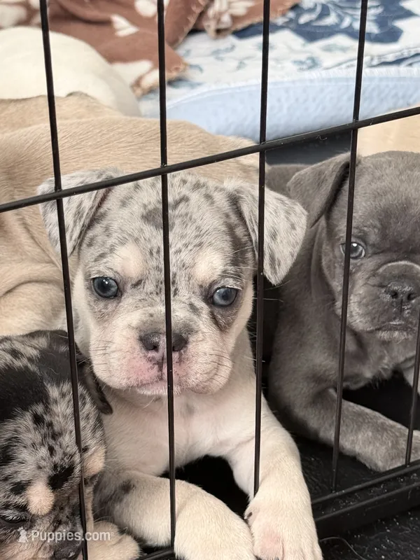 Pepper -AKC- Merle -Blue eyes – French Bulldog puppy for sale in Benton, AR