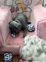 Fig - Blue- AKC, a female French Bulldog for sale in Benton, AR – 2 of 7