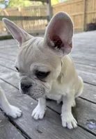Magellan, a male French Bulldog for sale in Benton, AR – 1 of 9