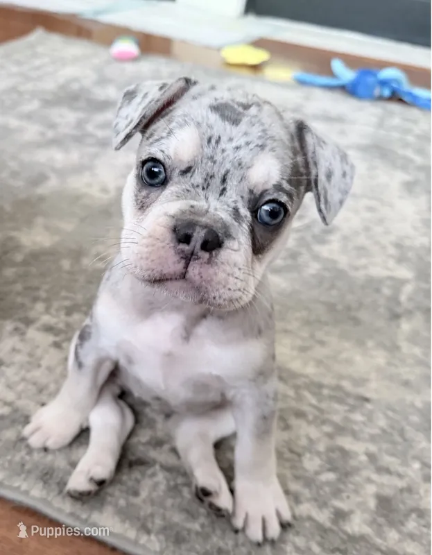 Pepper -AKC- Merle -Blue eyes – French Bulldog puppy for sale in Benton, AR