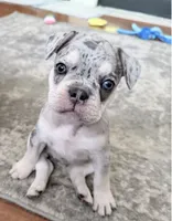 Pepper , a female French Bulldog for sale in Benton, AR – 2 of 10