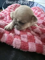 Biscuit - Male French Bulldog - Blue Fawn/Sable, a male French Bulldog for sale in Benton, AR – 2 of 6