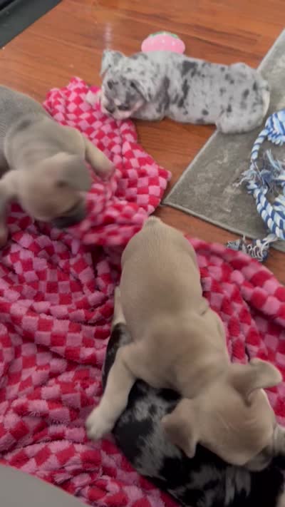 Biscuit - Fawn - AKC, a male French Bulldog for sale in Benton, AR – 2 of 8