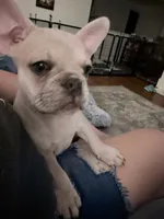 Magellan, a male French Bulldog for sale in Benton, AR – 4 of 9